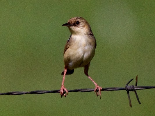 Pale-crowned Cisticola