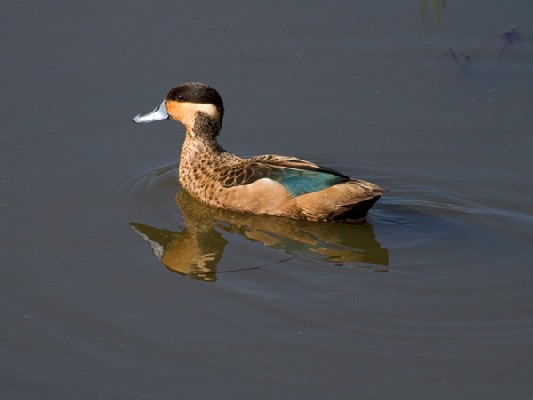 Blue-billed Teal