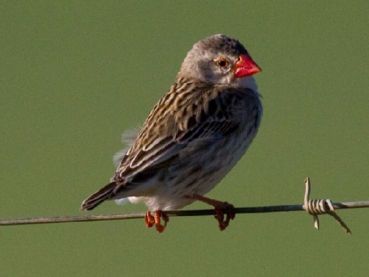 Red-billed Quelea