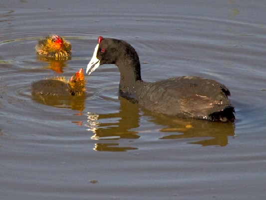 Red-knobbed Coot