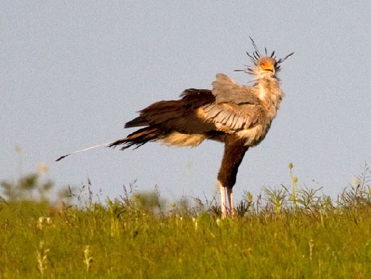 Secretary Bird
