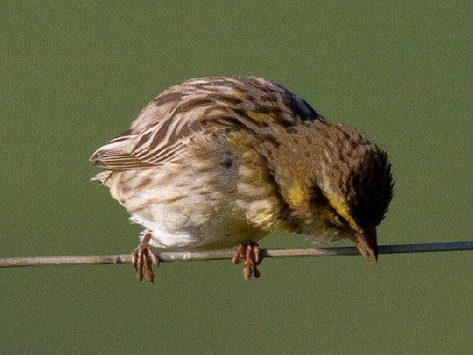 Yellow-crowned Bishop