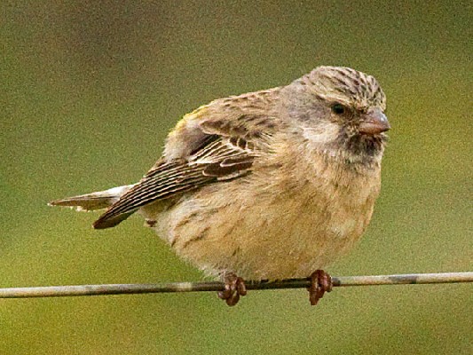 Black-throated Canary