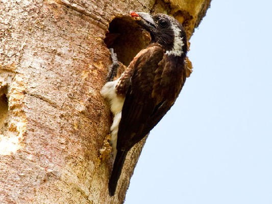 White-eared Barbet