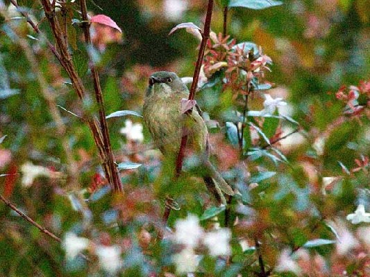 Roberts's Warbler