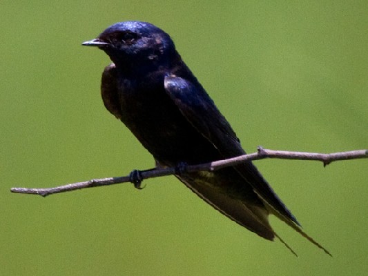 Blue Swallow