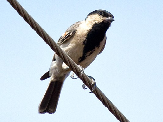 Miombo Tit