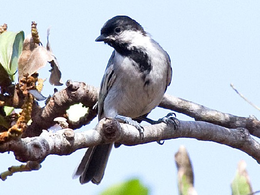 Miombo Tit