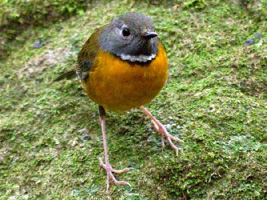 Swynnerton's Robin
