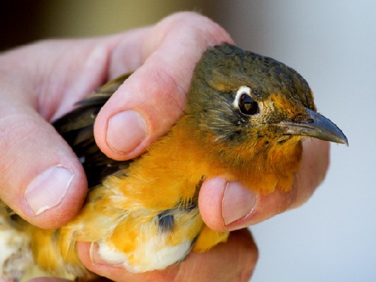 Orange Ground-Thrush