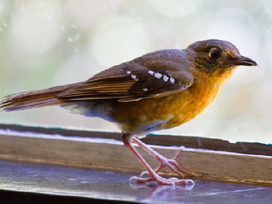 Orange Ground-Thrush
