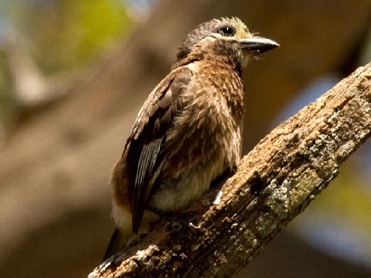 Whyte's Barbet