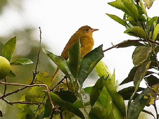 Golden Greenbul