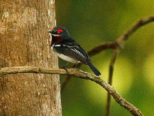 Brown-throated Wattle-eye