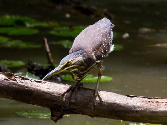 Striated Heron