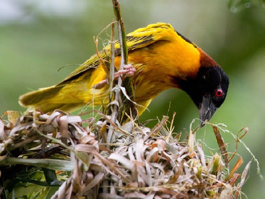 Village Weaver