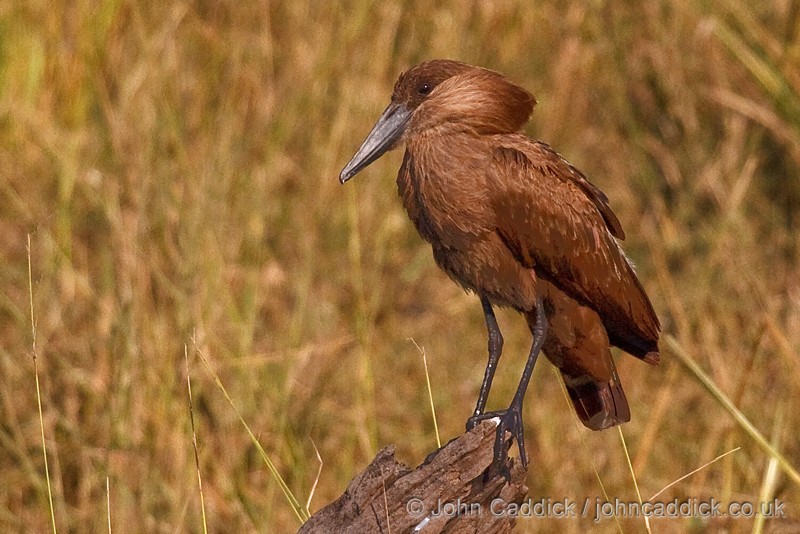Hamerkop
