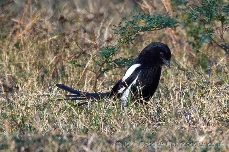 Magpie Shrike
