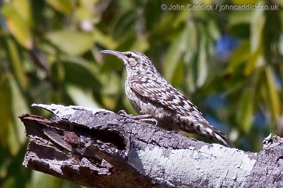 African Spotted Creeper