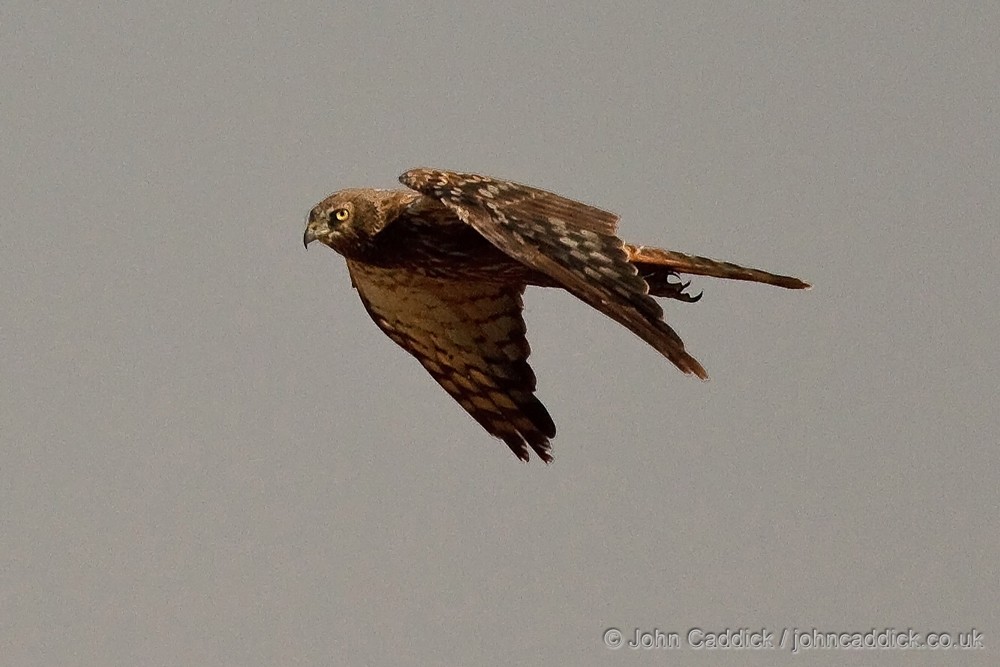 African Marsh Harrier