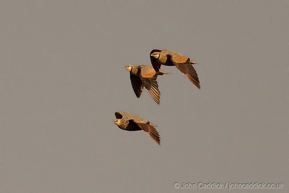 Yellow-throated Sandgrouse