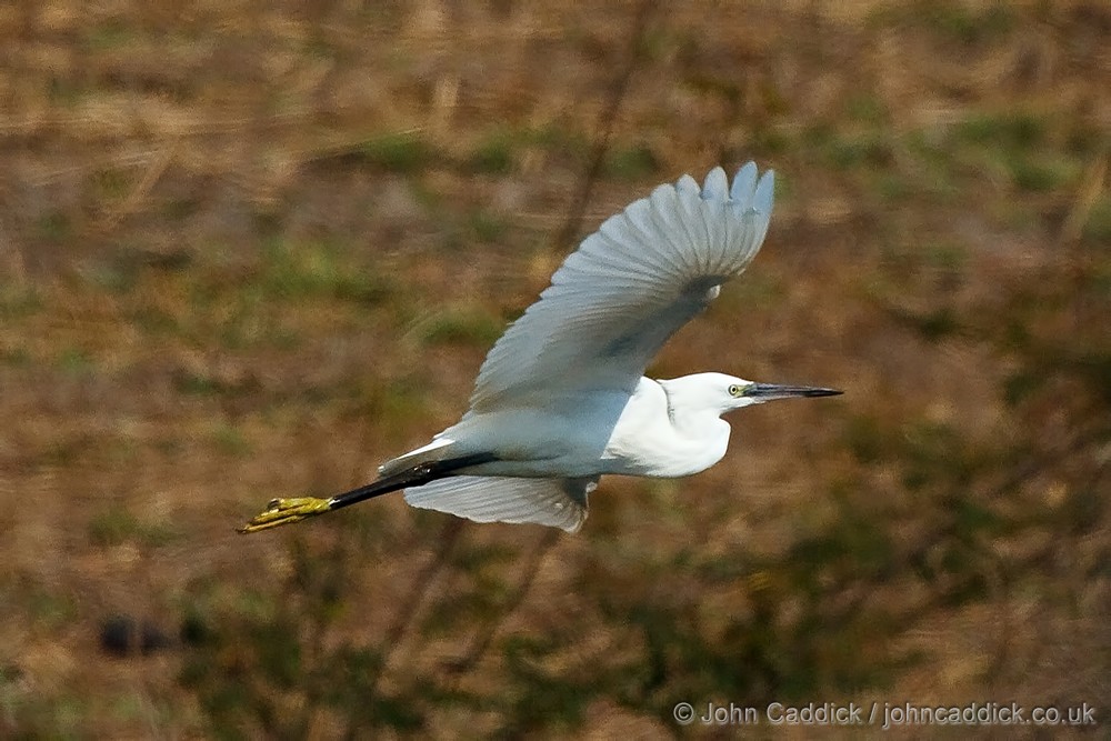 Little Egret