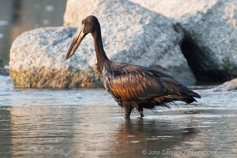 African Openbill