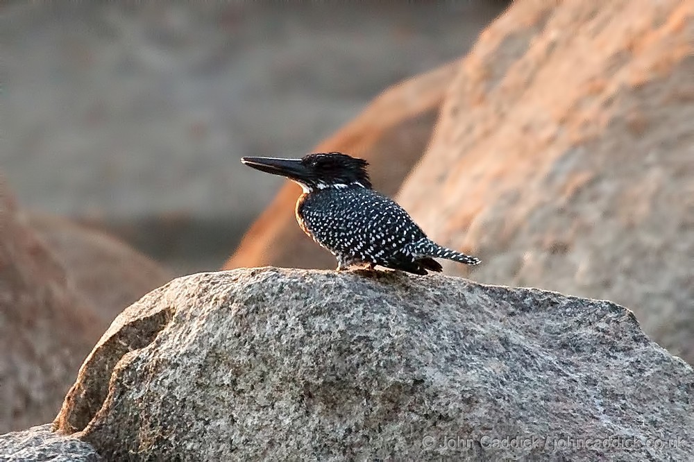Giant Kingfisher