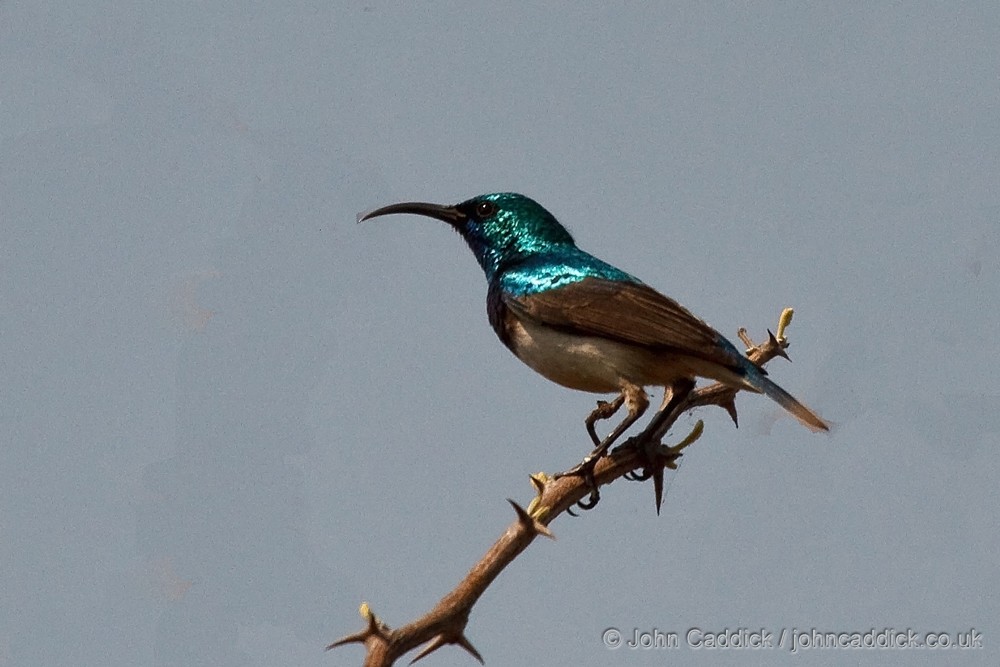 White-bellied Sunbird