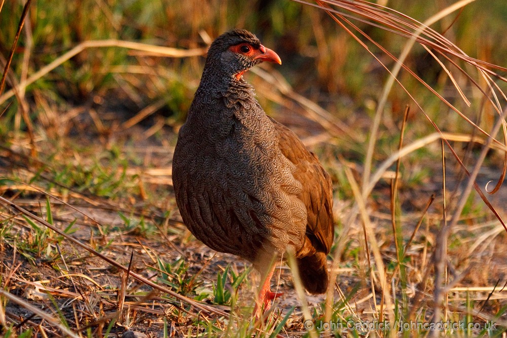 Red-necked Spurfowl
