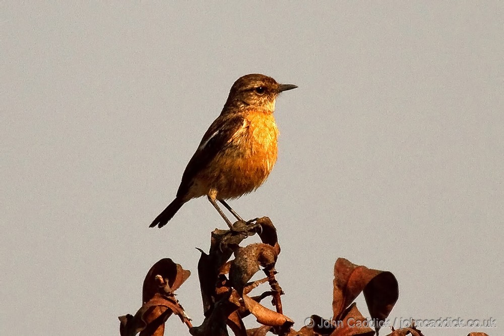 African Stonechat