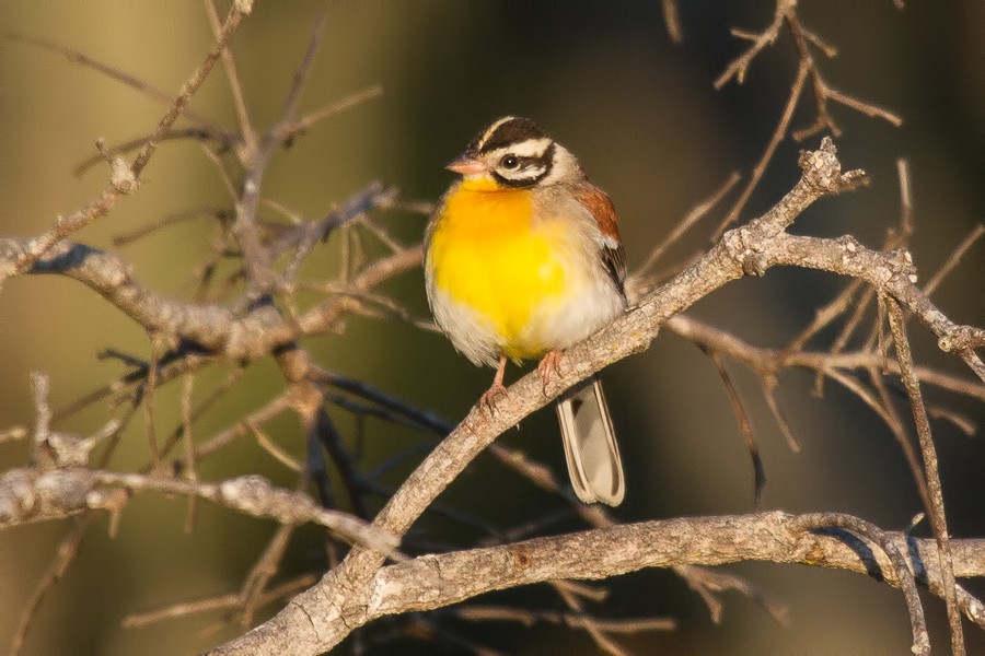 Golden-breasted Bunting