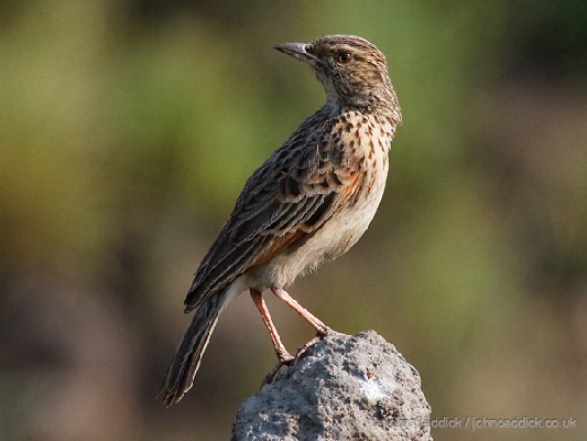 Plateau Lark
