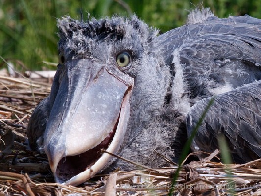 Shoebill