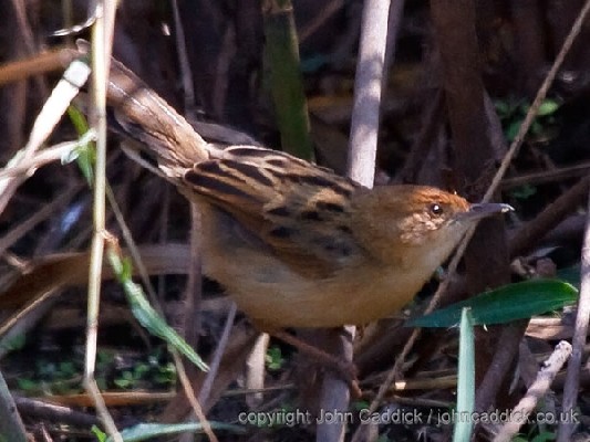 Chirping Cisticola