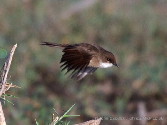 Swamp Flycatcher