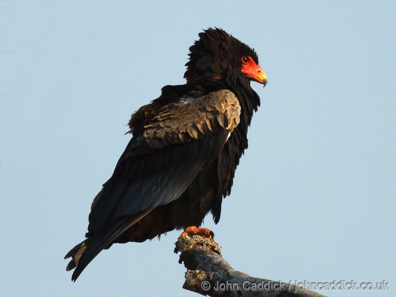 Bateleur