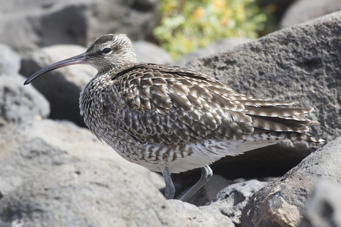 Whimbrel