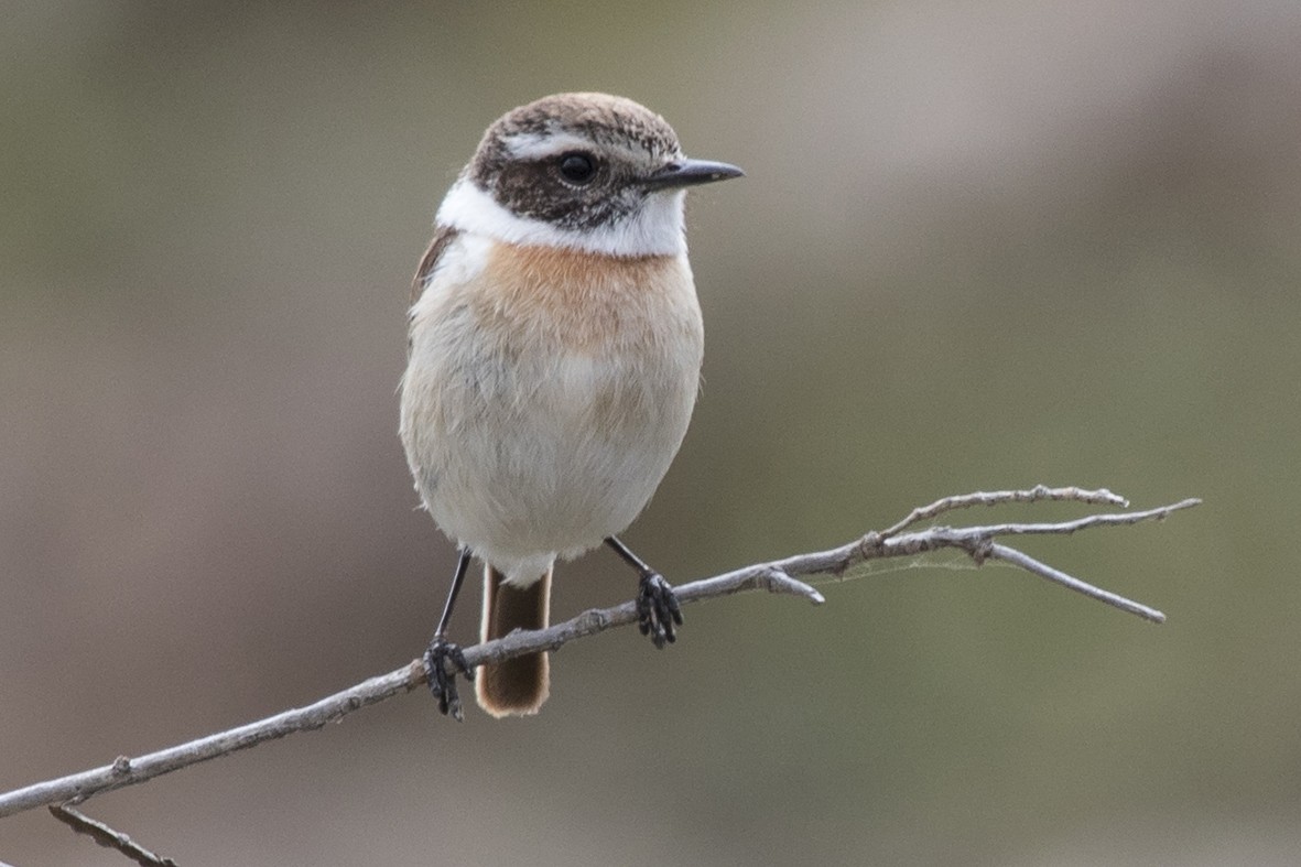 Canary Islands Stonechat