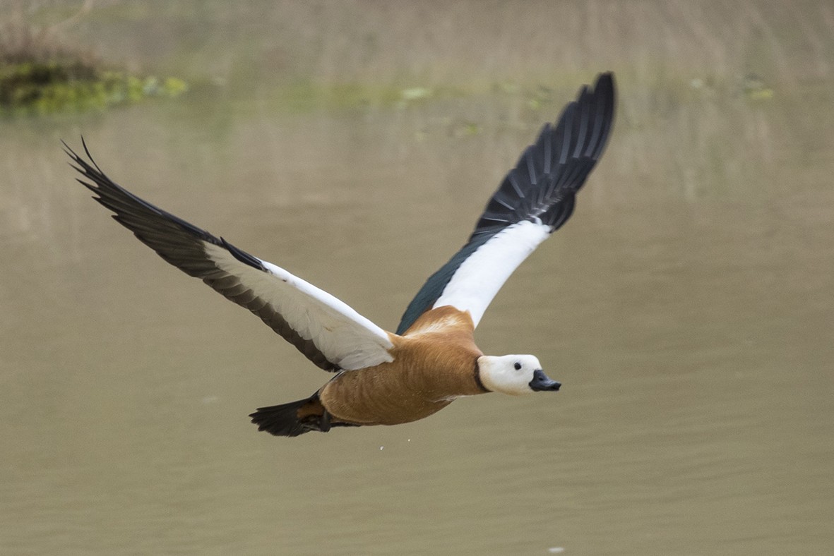 Ruddy Shelduck