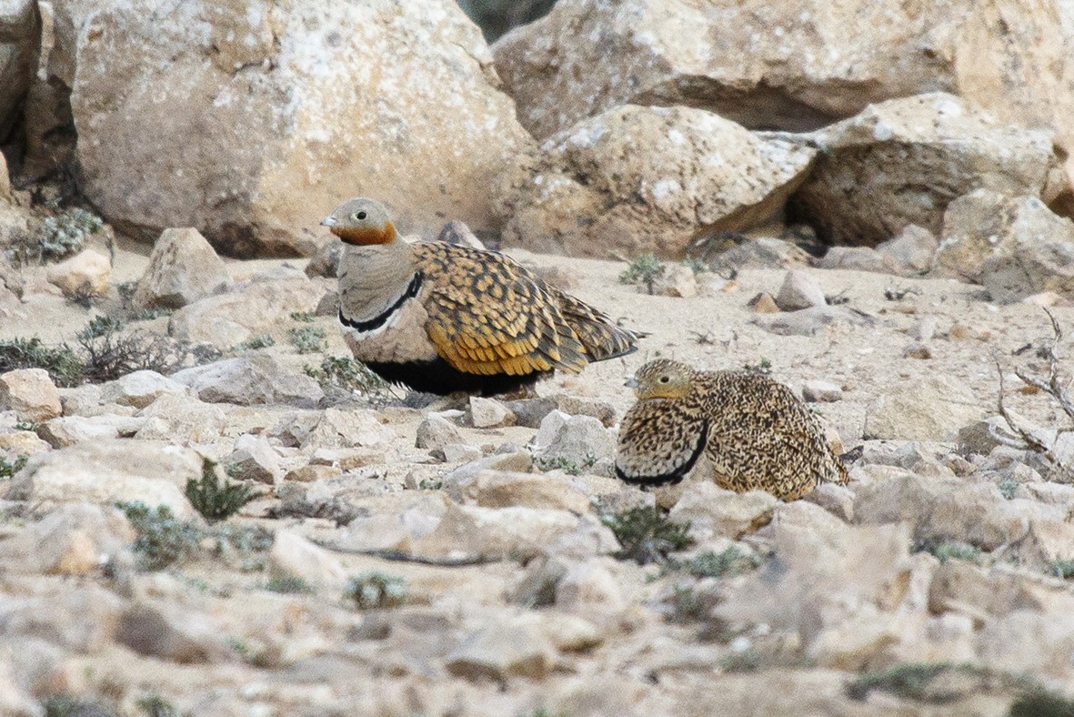 Black-bellied Sandgrouse