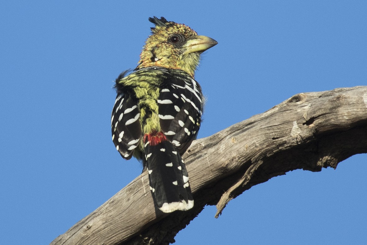 Crested Barbet