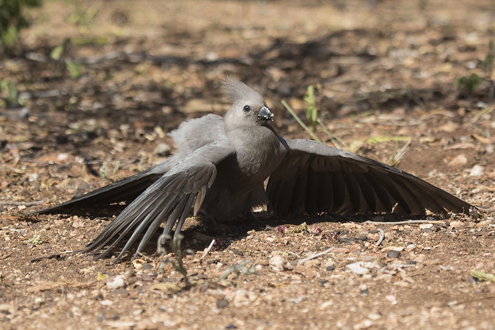 Grey Go-away Bird