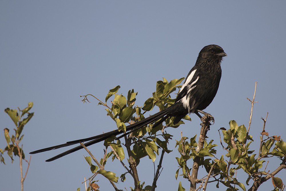 Magpie Shrike