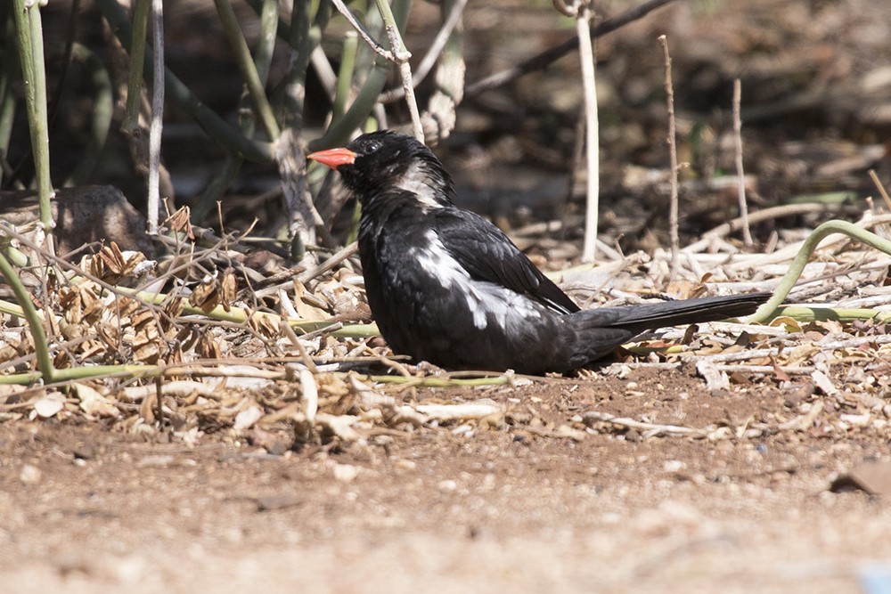 Red-billed Buffalo-weaver