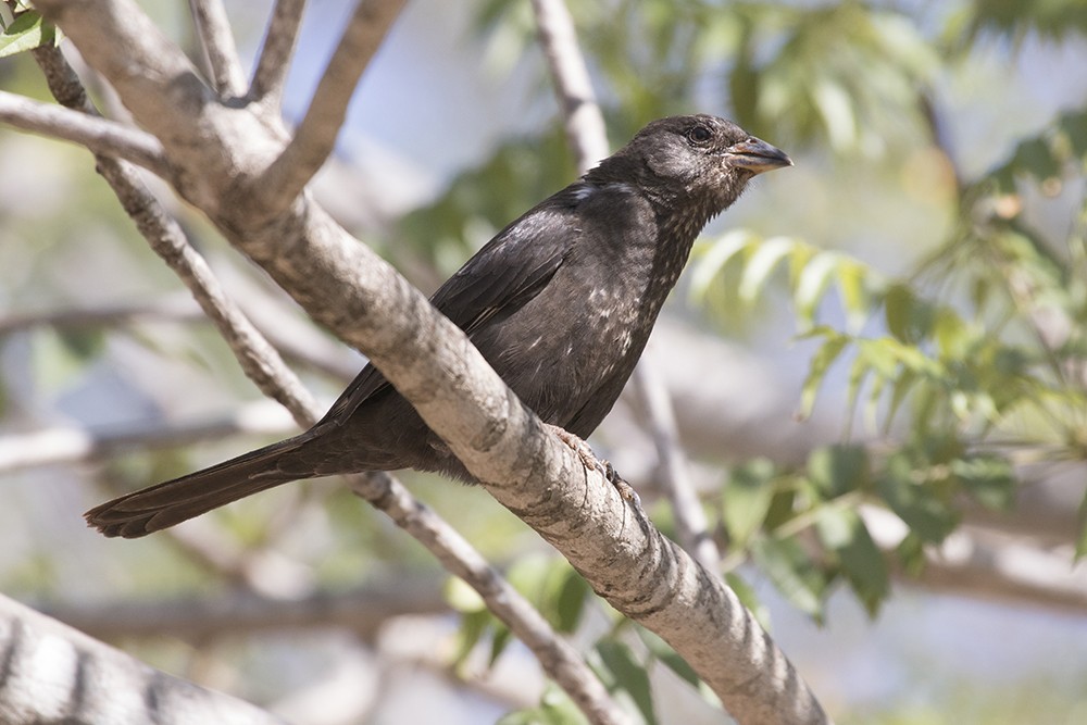 Red-billed Buffalo-weaver