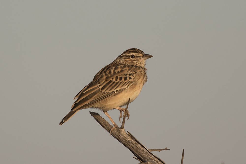 Sabota Lark