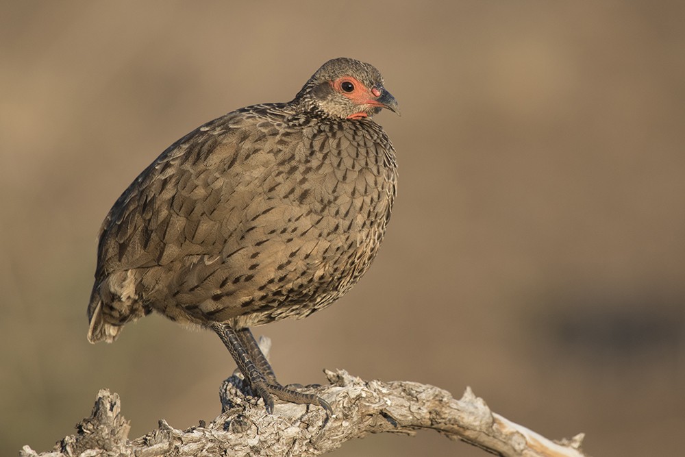 Swainson's Spurfowl