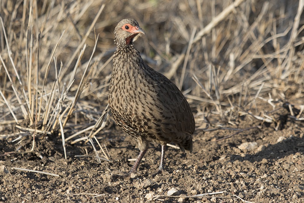 Swainson's Spurfowl