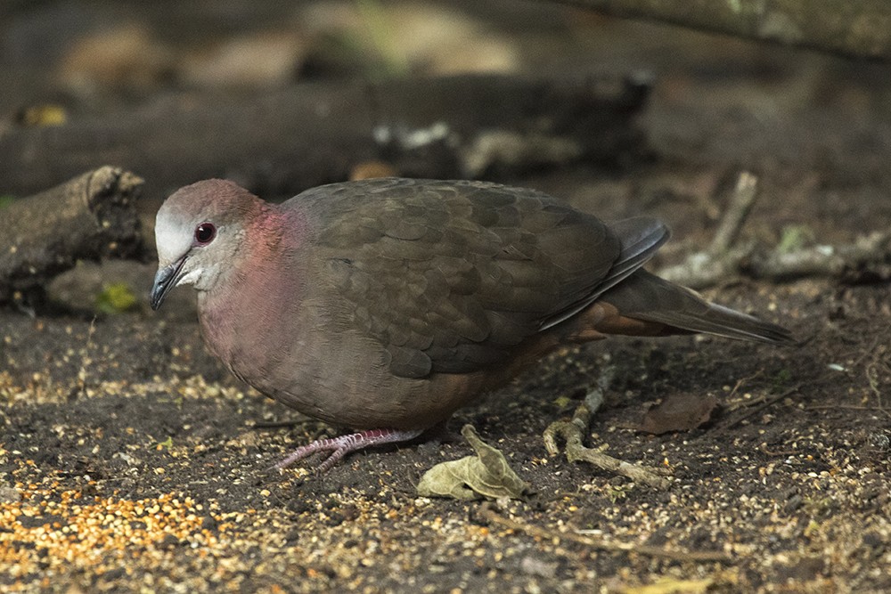 Lemon Dove